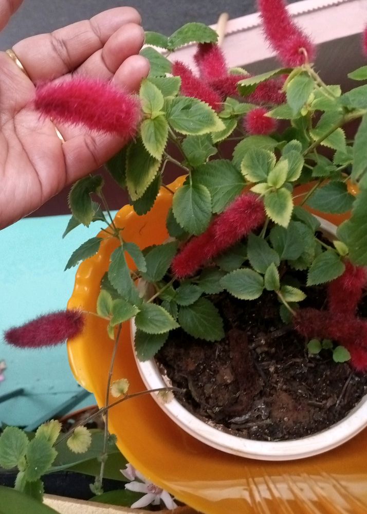 Chenille Plant - A Fuzzy Delight