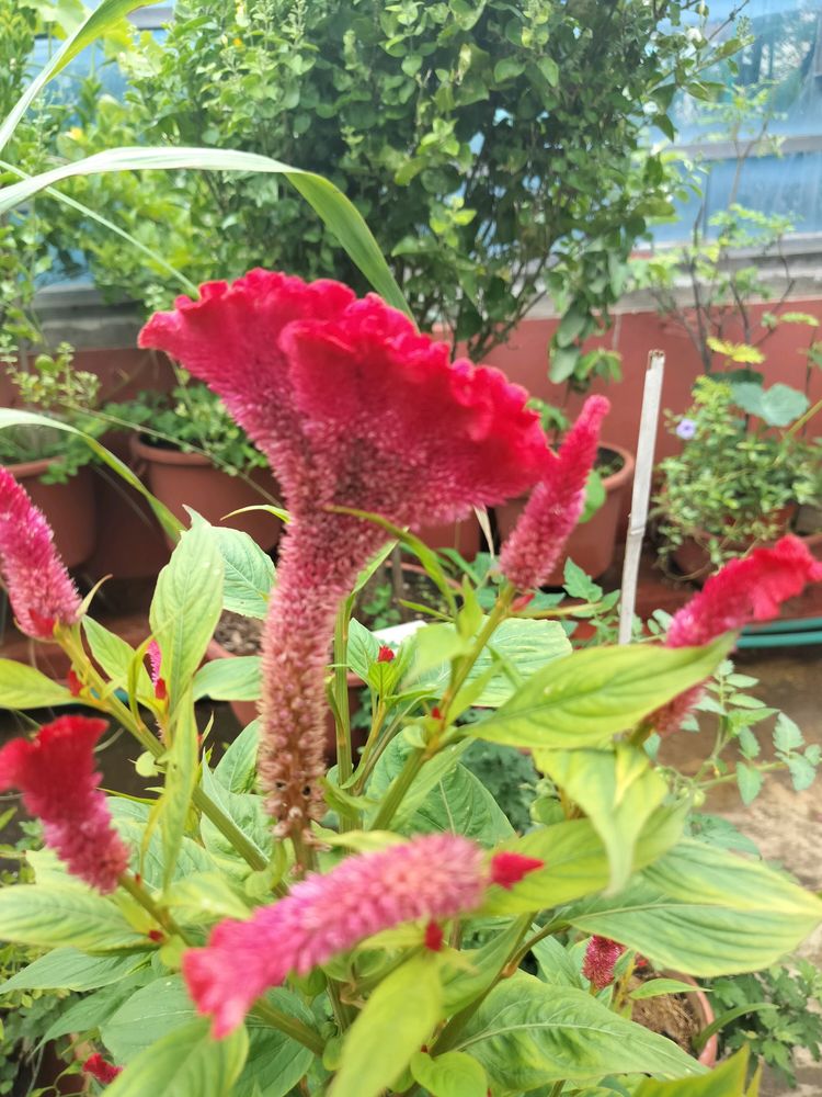 Red Velvet Flower  Plant