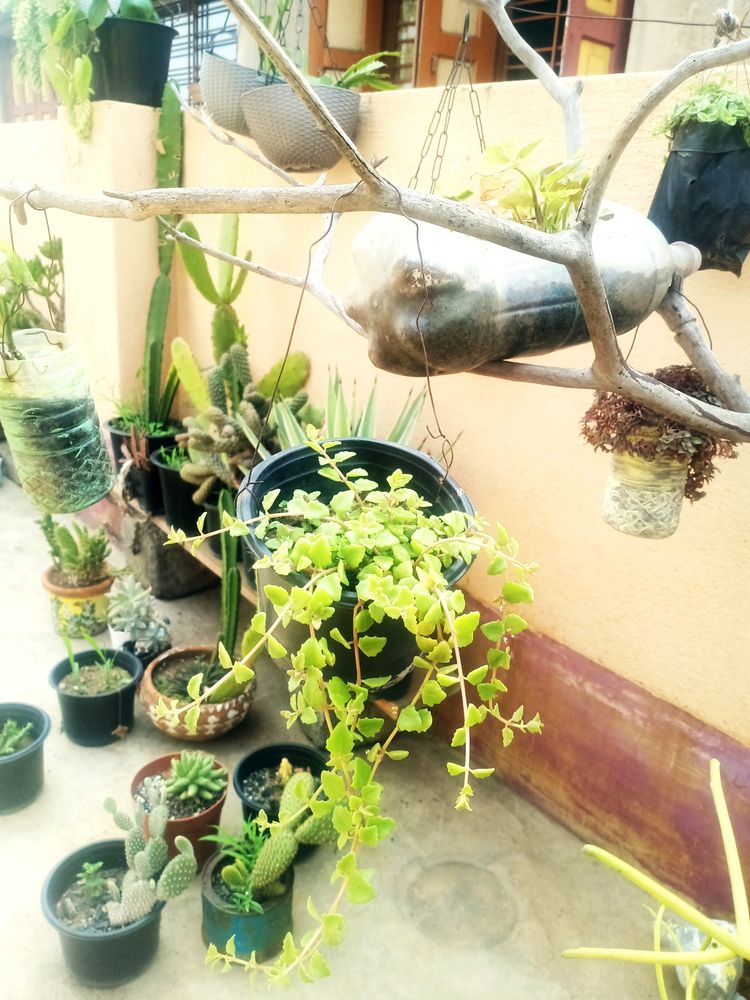 Combo Of Hanging Plants