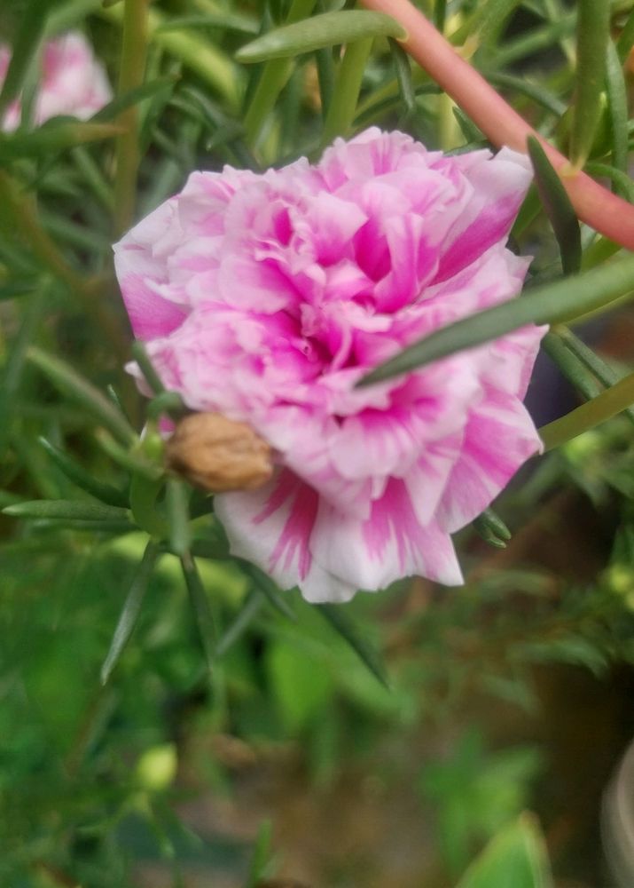 Miss 9 AM  , Portulaca, Purslene