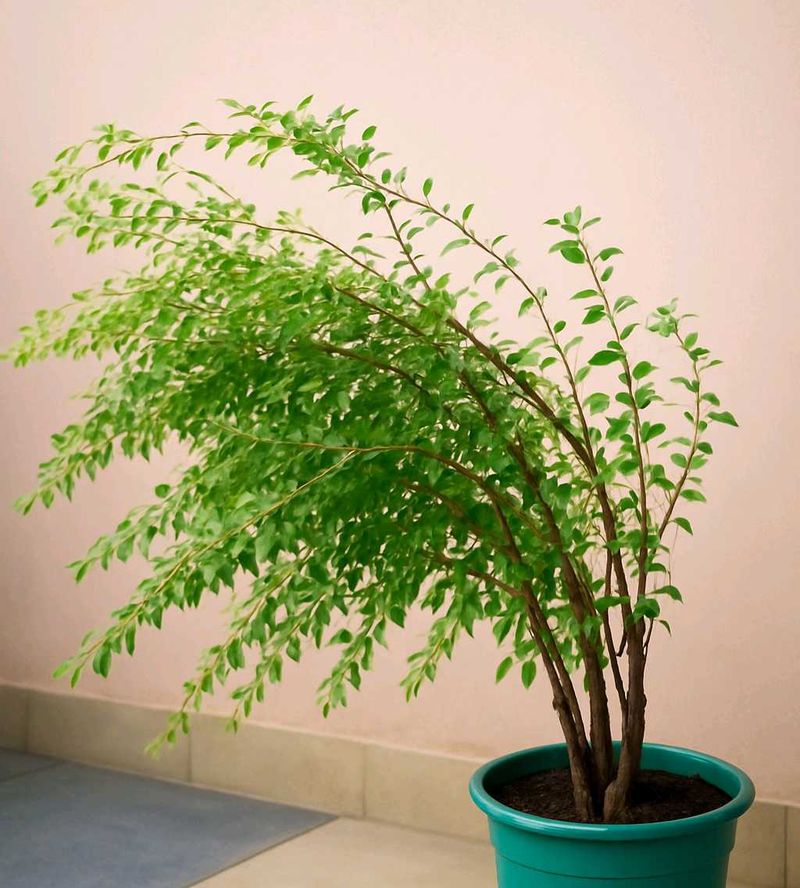Henna Plant