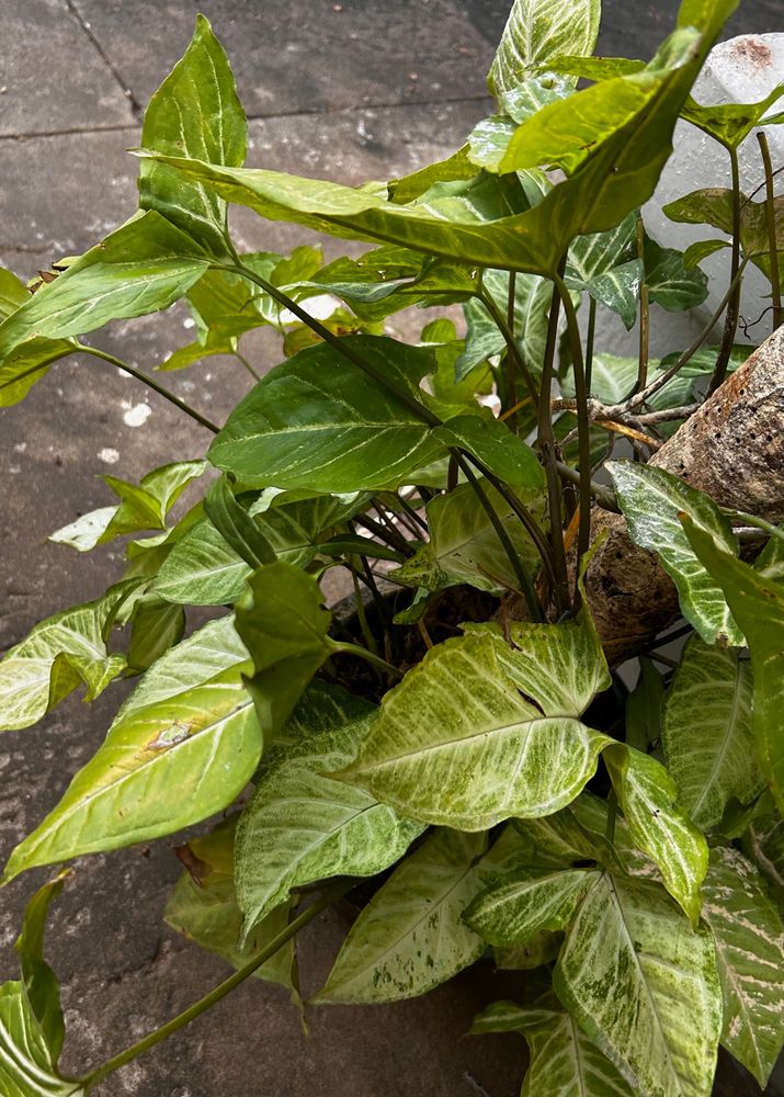 live plants for sale syngonium