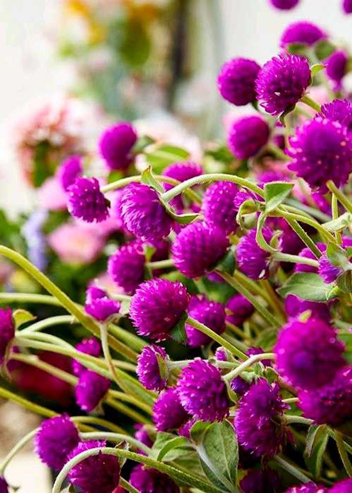 Gomphrena plant seeds