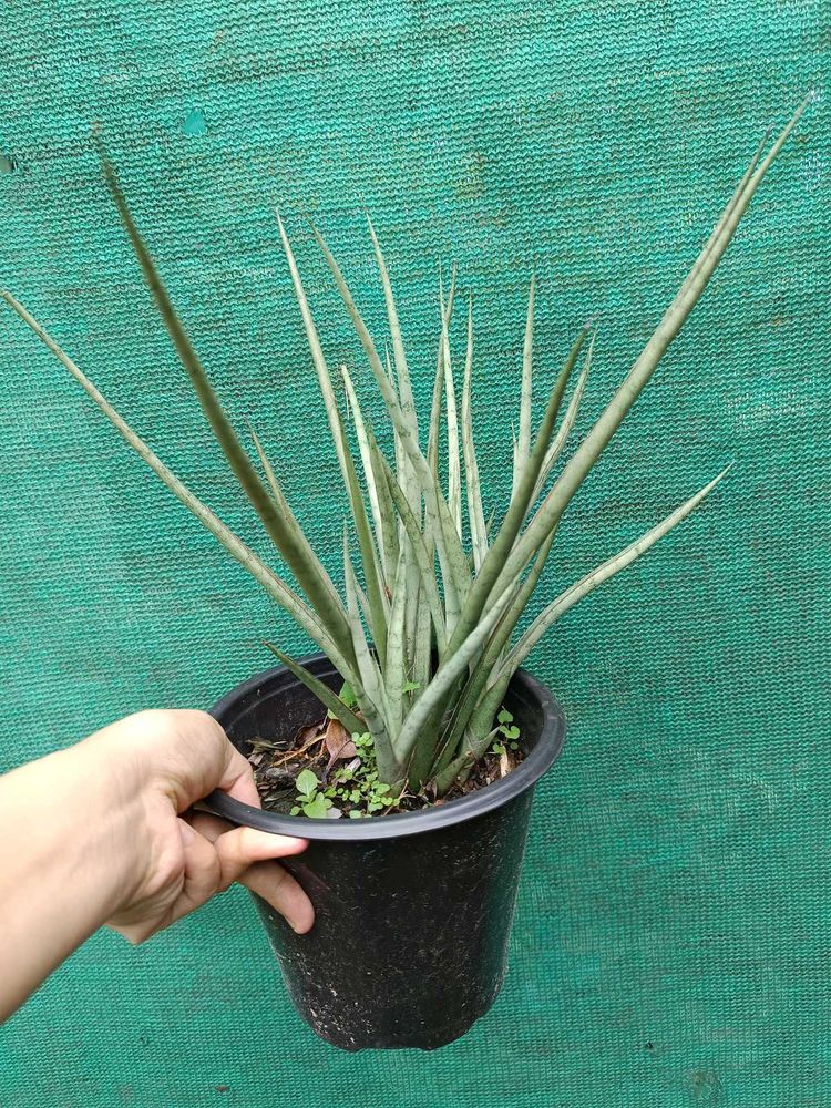 Sansevieria Plant