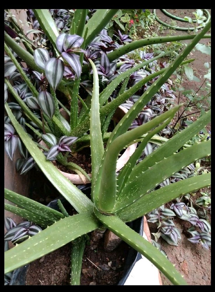 Aloe Vera