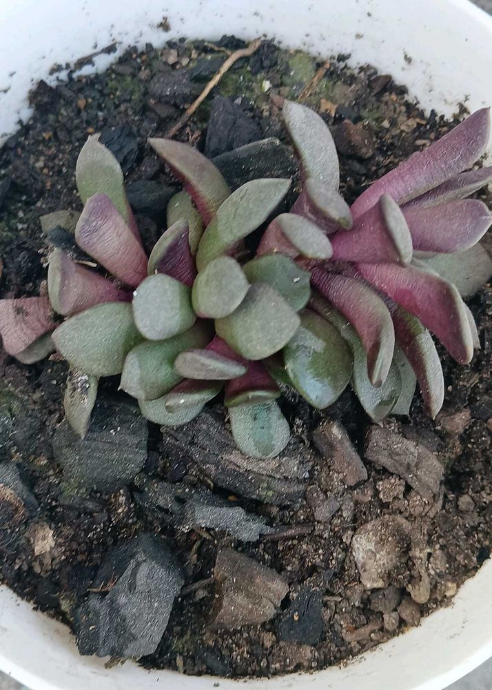 Succulent