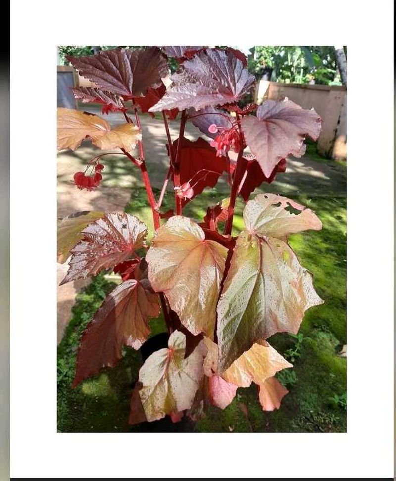 Angel Wing Begonia Plant Cutting