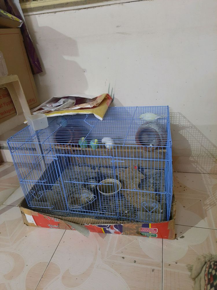 birds cage
