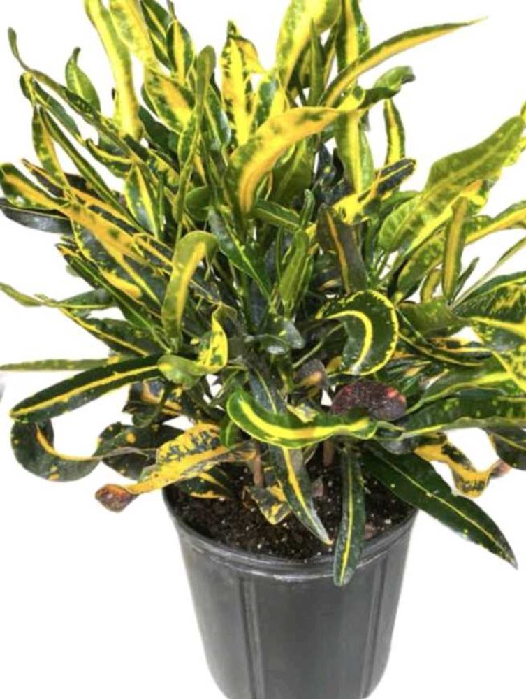 Croton Plant