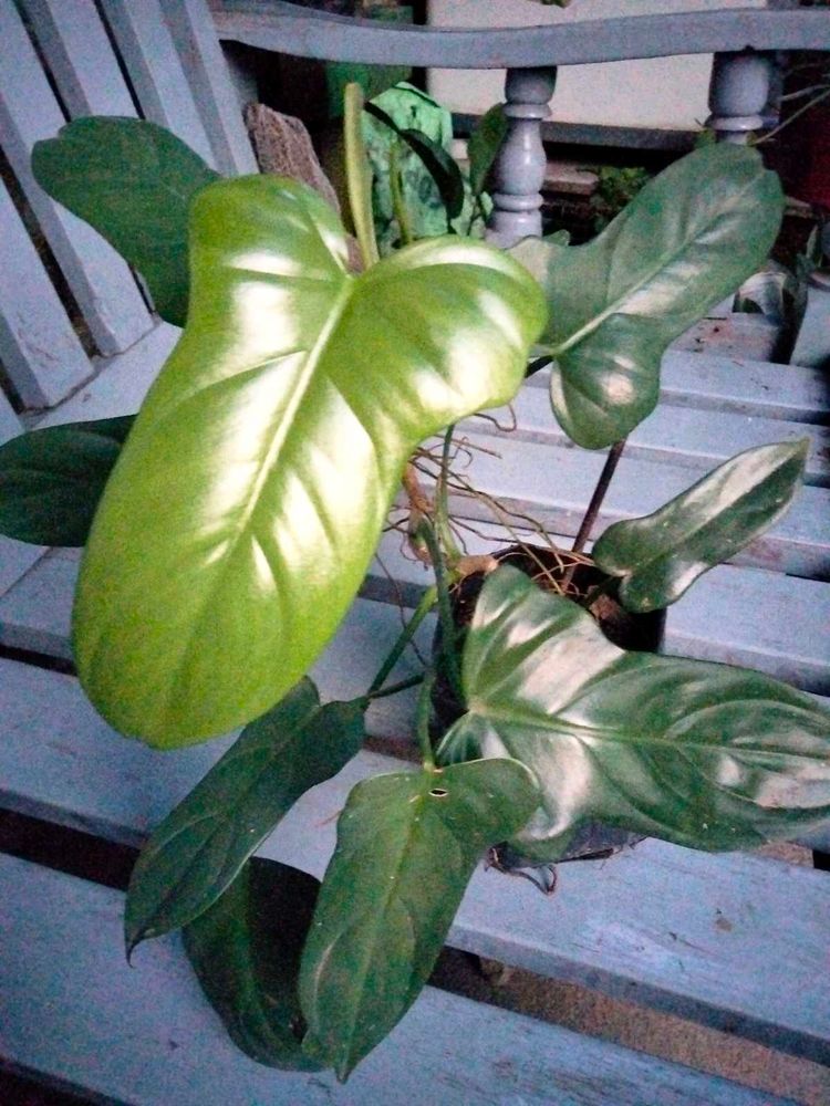 Philo Bipennifolium Glossy Leaf.