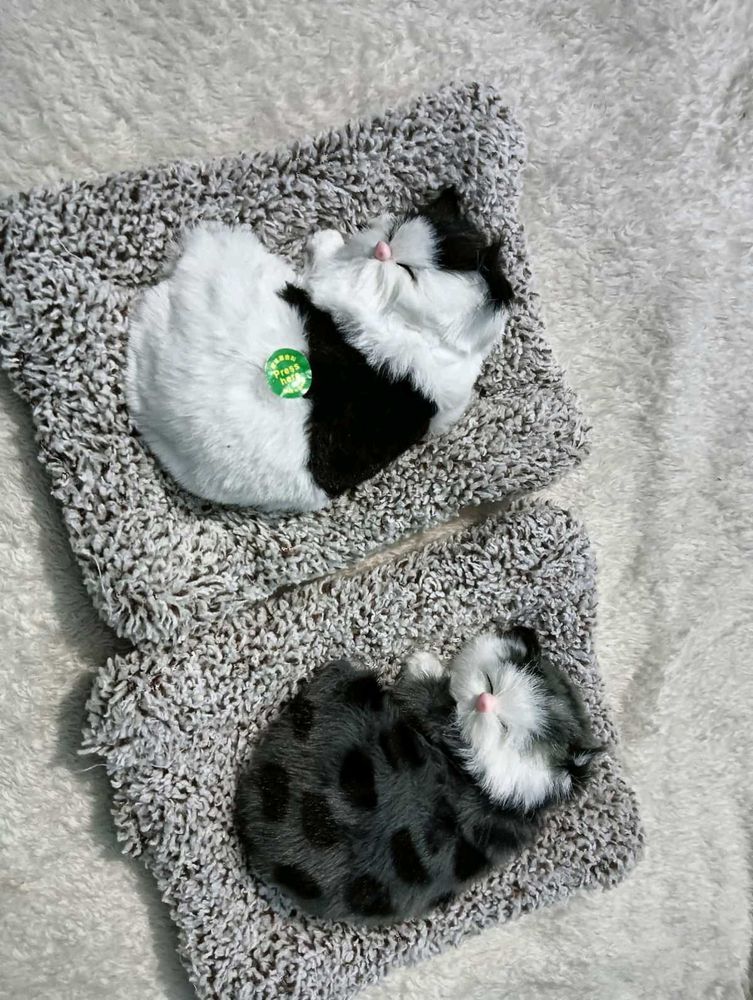 Music 🎶 Cat One