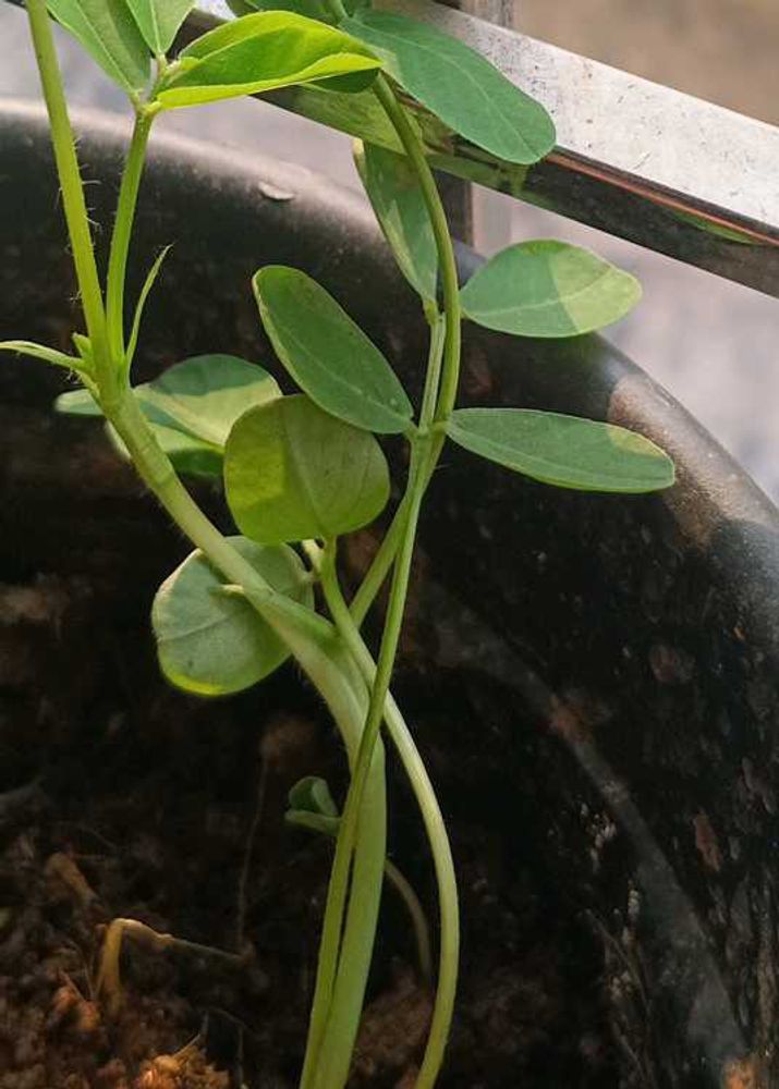 Plant Seedling peanut
