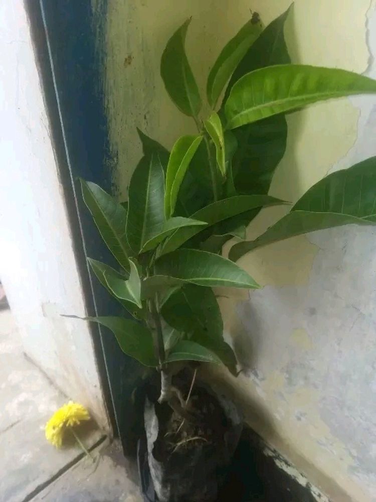Grafted Mango 🥭 Plant