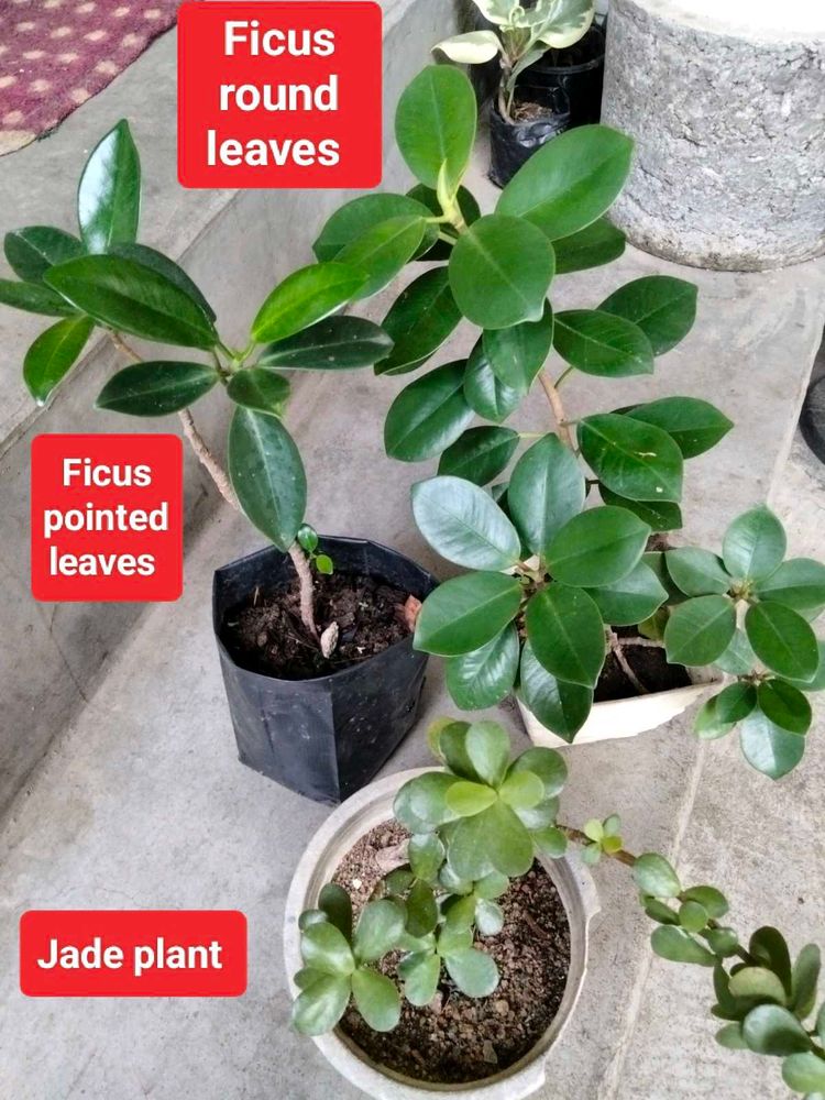 2 different Leaves Shape Ficus N 1 Jade Plants .