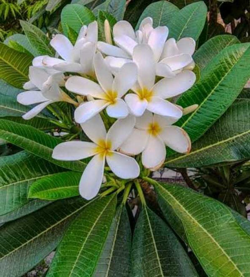 Plumeria/ Champa Plant