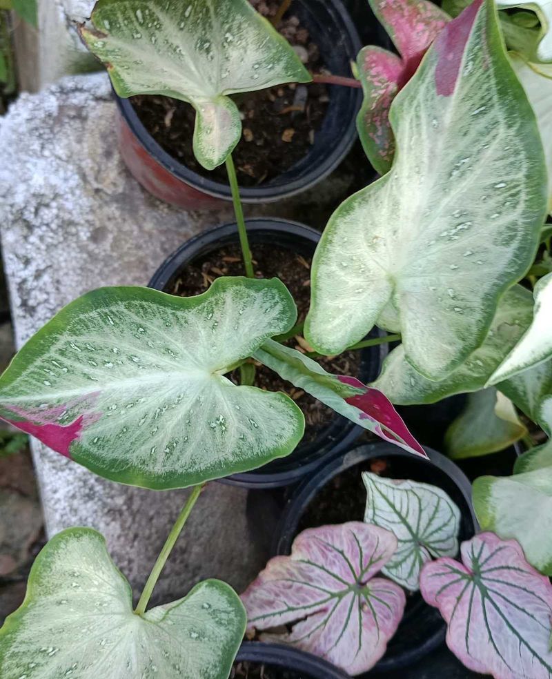 Caladium Shycool Plant