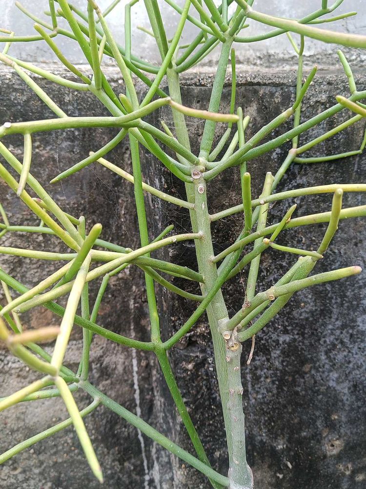 Home Medicine Plant