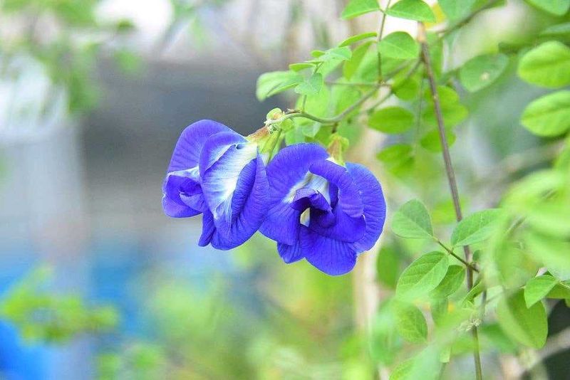 Blue Double Pattle Plant