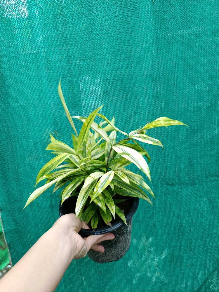 Gold Dust Dracaena Plant