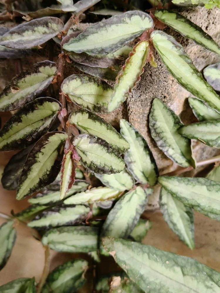 Pellionia Vine