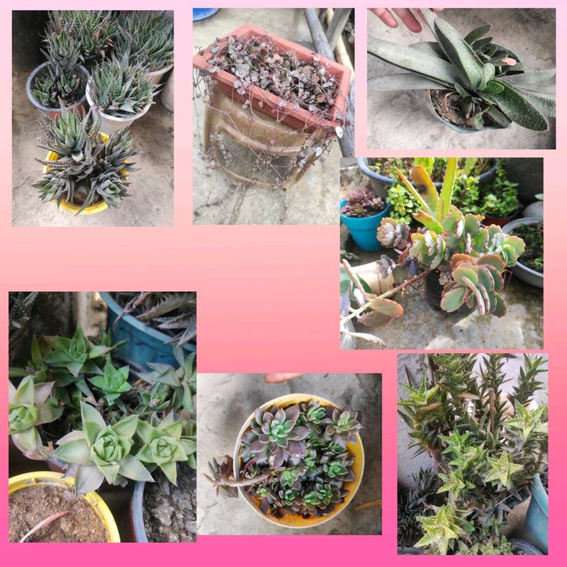 Succullent Plant(10 Different Types Of Plant Combo