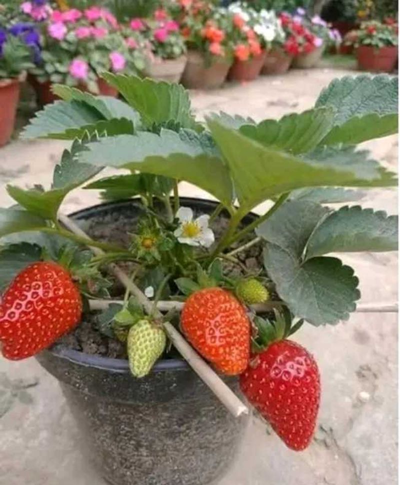 hybrid stwerry plant