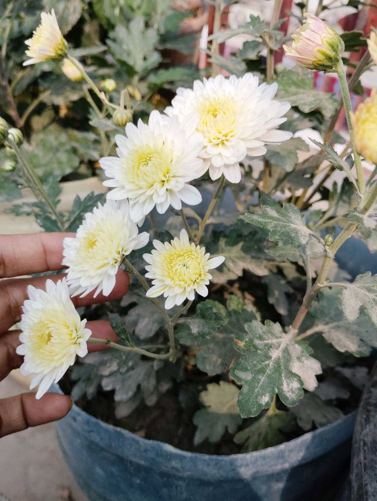 4 Flowers Plant