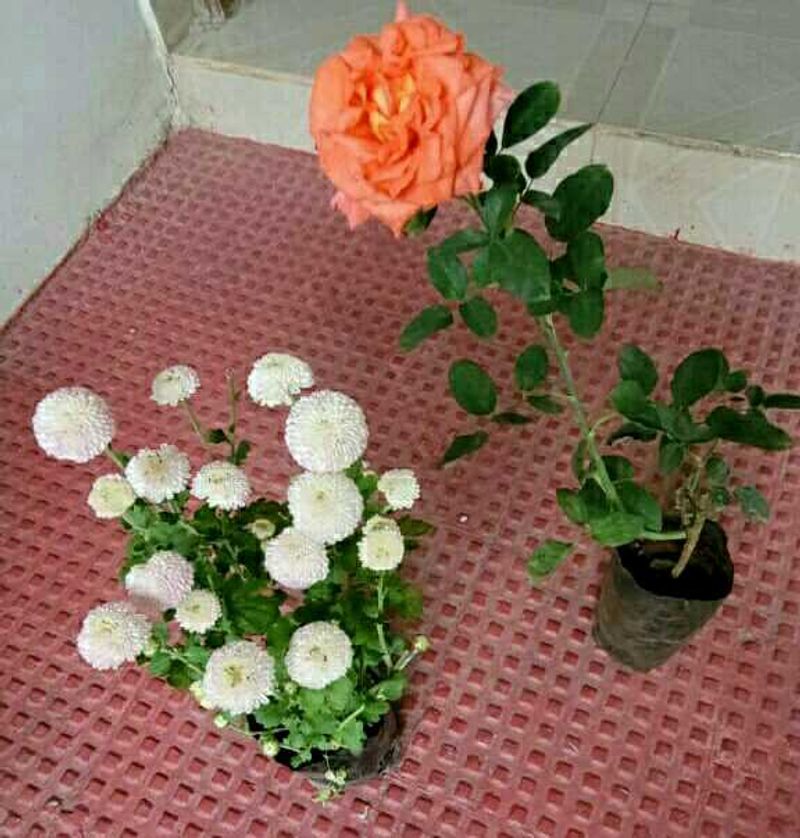 Set 2 Beautiful Sewanti  &amp; Gulab Plants