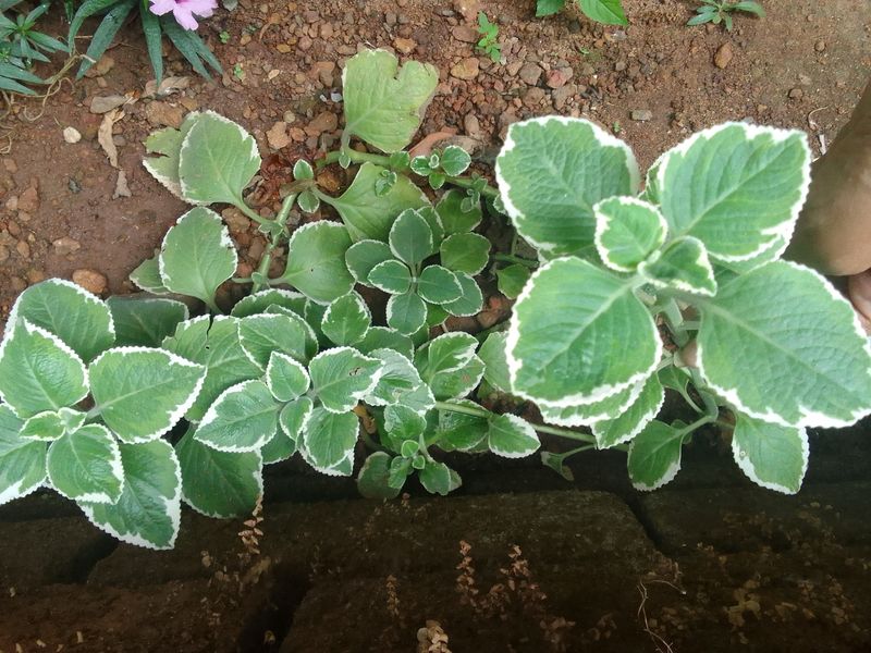 Variegated Mexican Mint