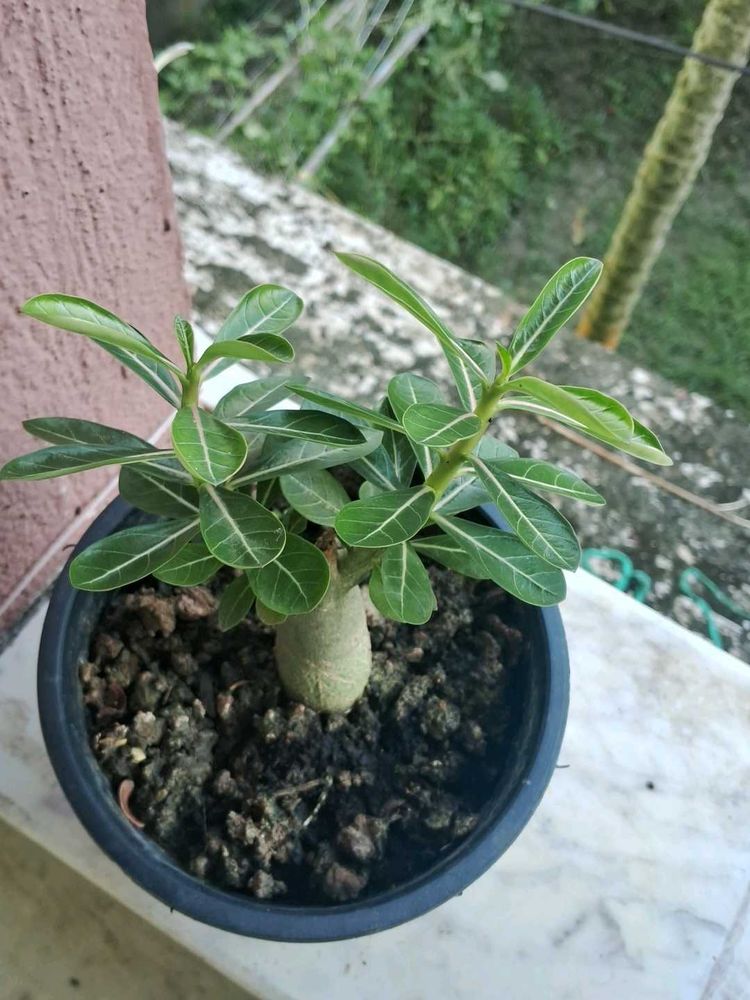 Hybrid adenium plants