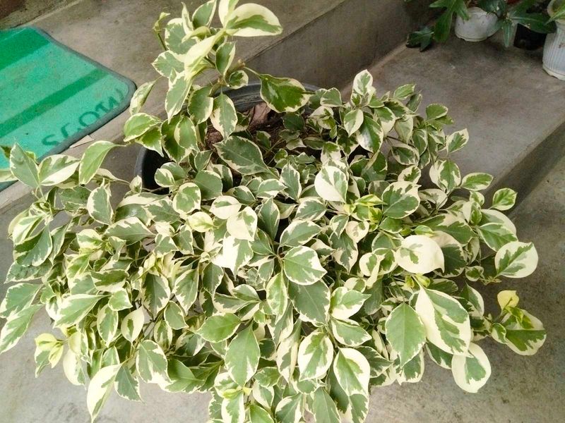 Purple 💜 Colour Mother Plant Bourgainvillea