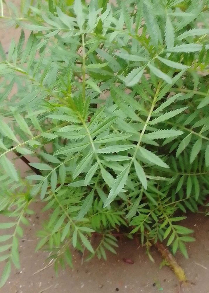 Gande Ka Plants And Tulsi Seeds, Plant