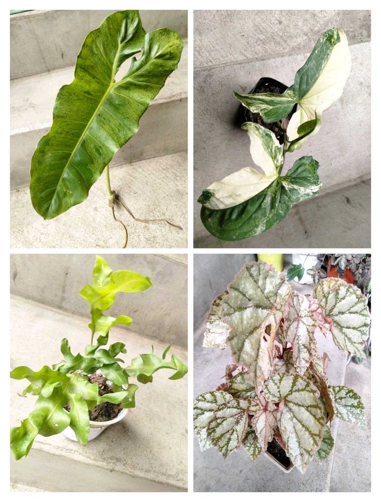Varieties Of Air Purifying Plants.