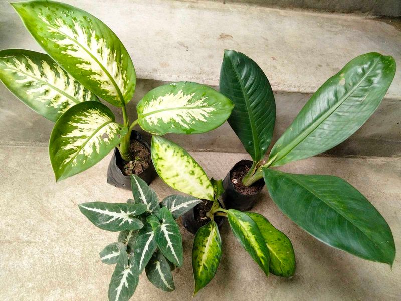 Dieffenbachia N Snygonuim Combo
