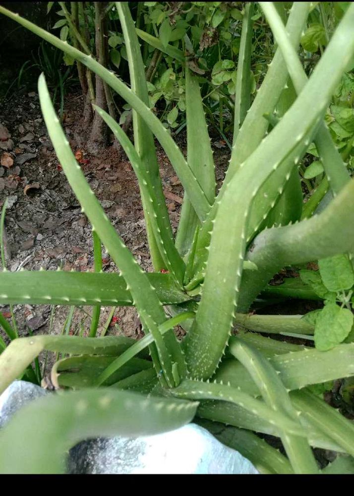 ALOEVERA
