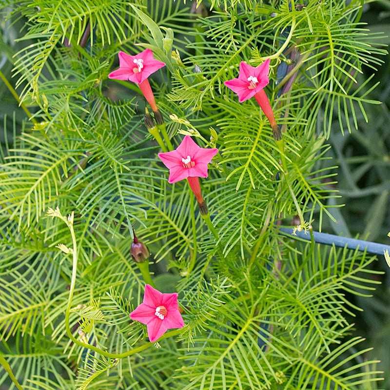 Cypress vine plant seeds