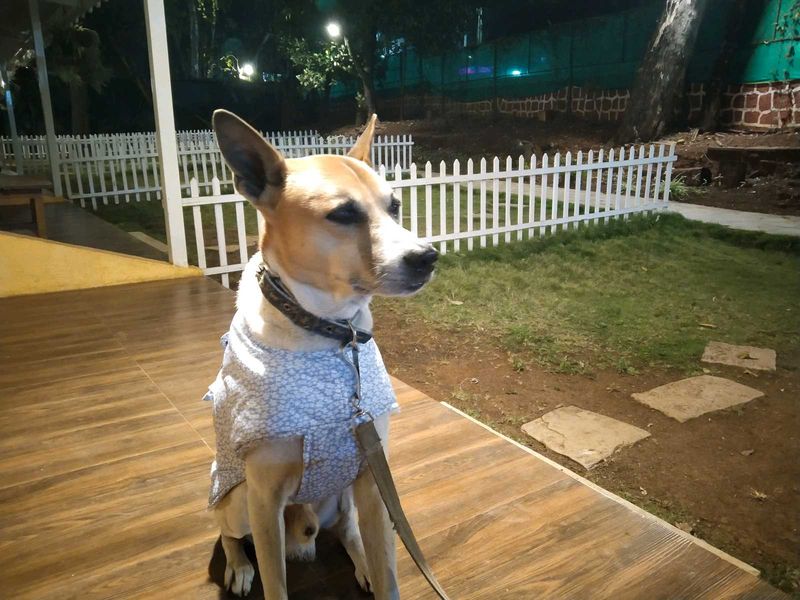 Dog Sweater