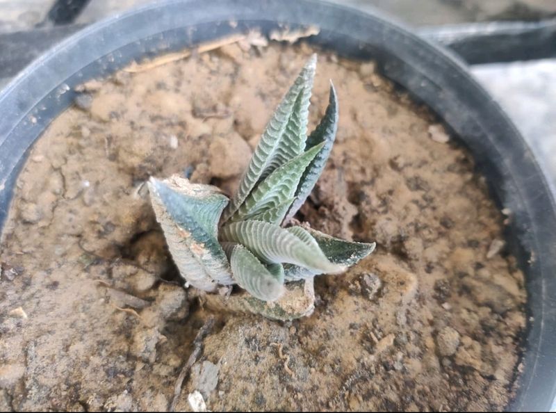 Haworthia Plant (Zebra Aloe)
