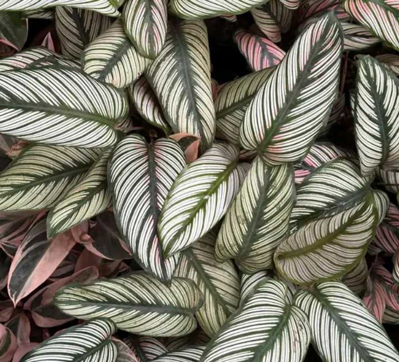 Calathea Ornata Plant