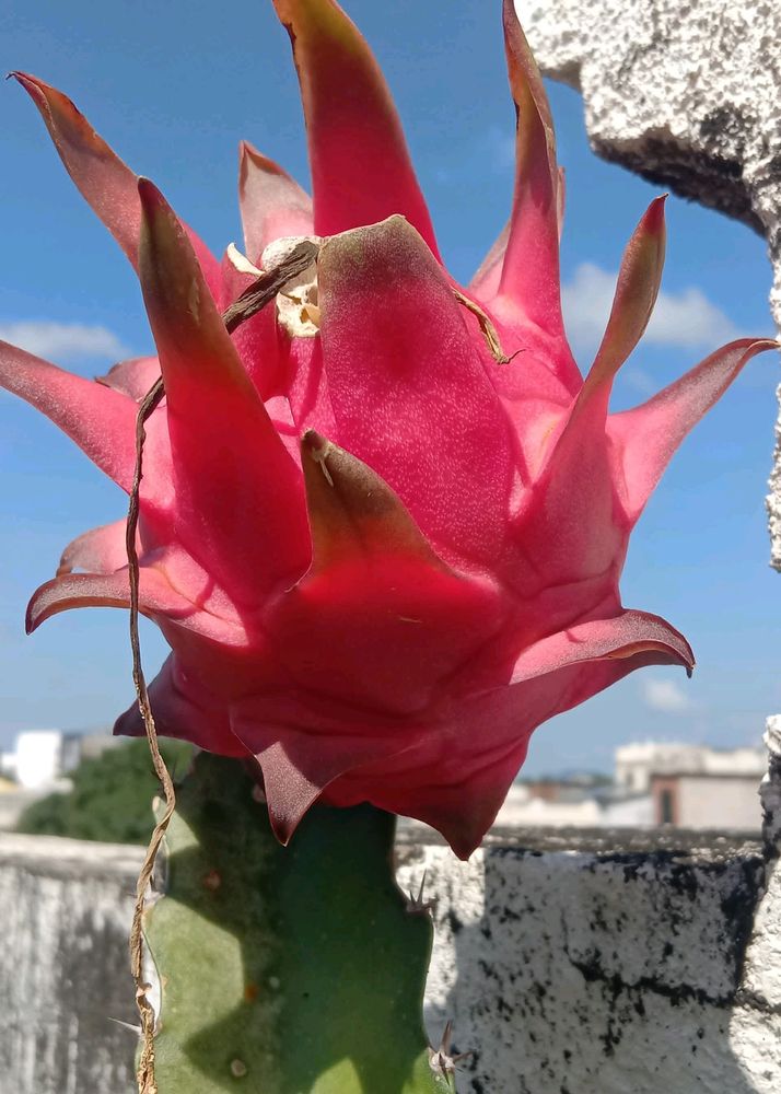 Dragon Fruit Cuttings