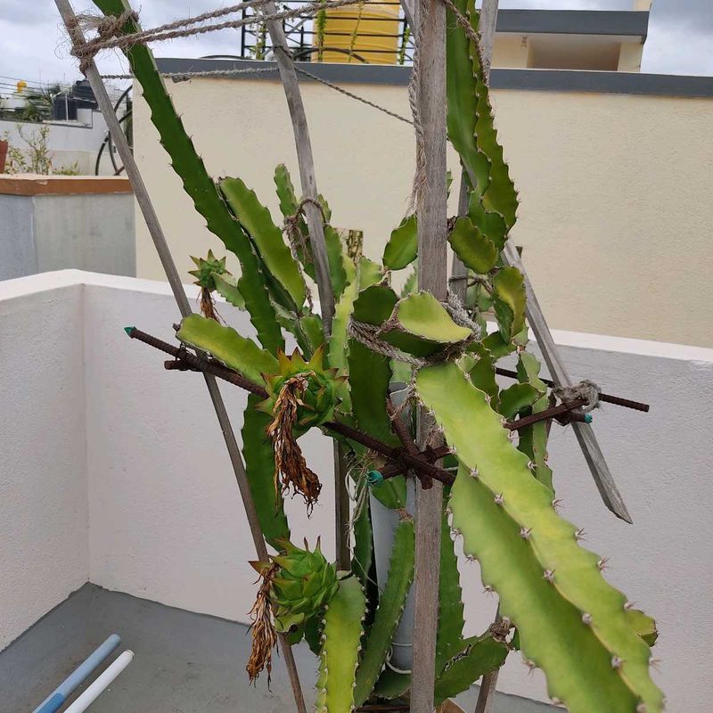 Dragon Fruit Plant Stem