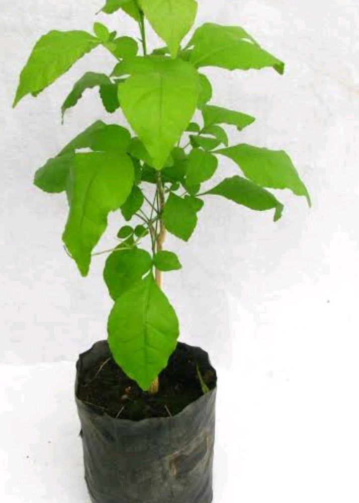 Bilva Patra With White And Yellow Hibiscus  Plant
