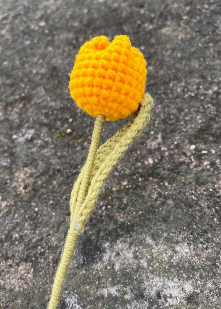 Yellow Tulip