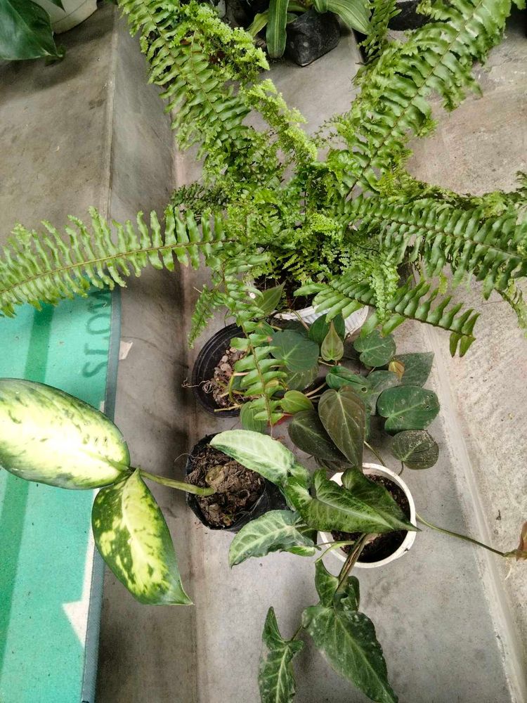 Boston Fern Plant