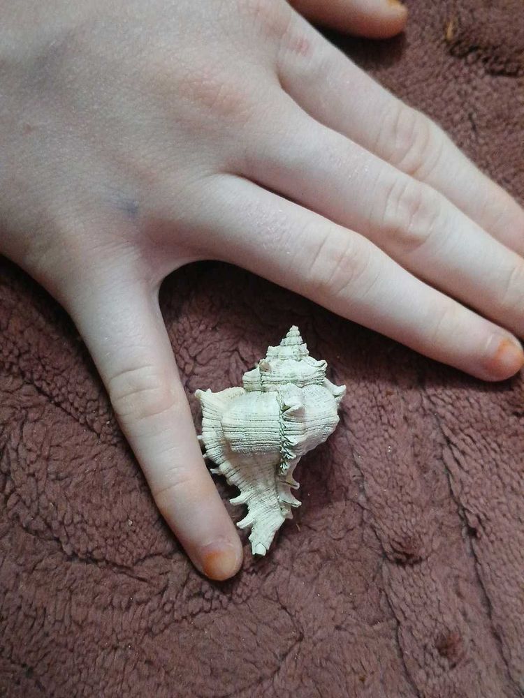 free delivery (Rare( Unique Murex )Seashell