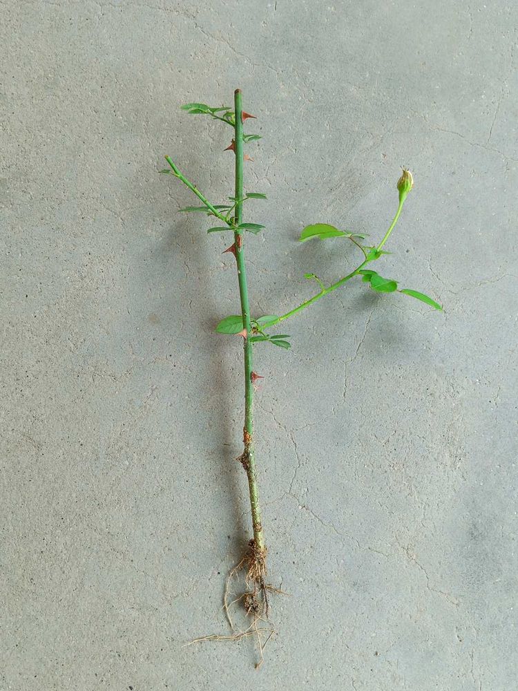 White Pink Rose Sapling with Buds