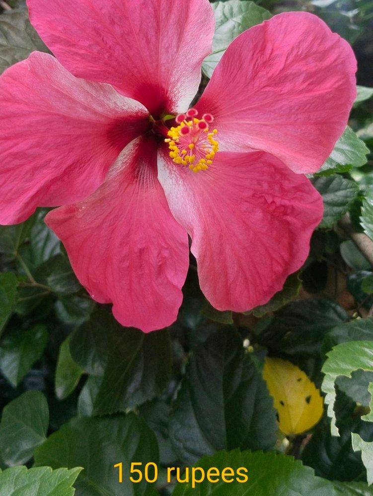 HYV Hibiscus Flower Plant Cutting (4 Cutting)