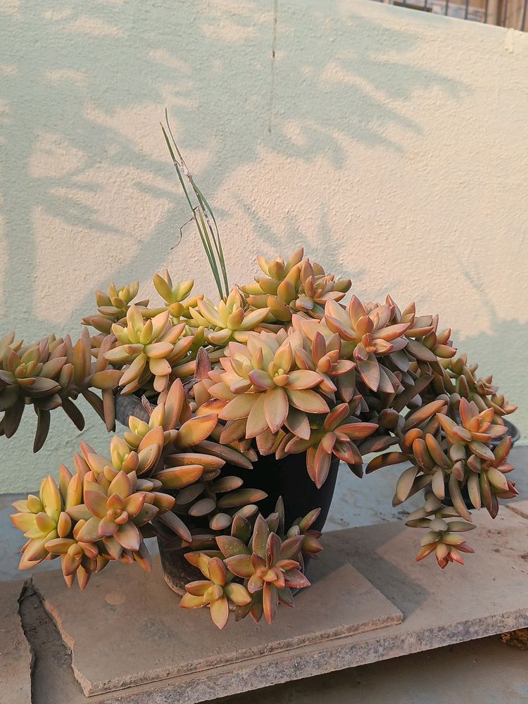Real plant