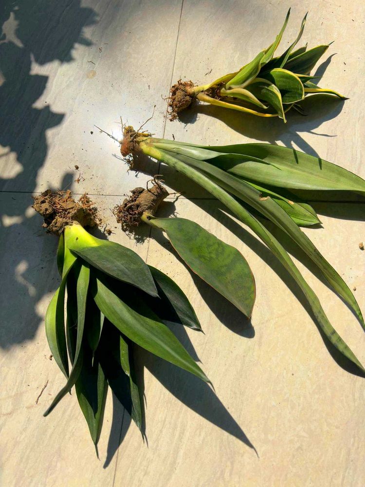 Snake plants (Sansevieria)