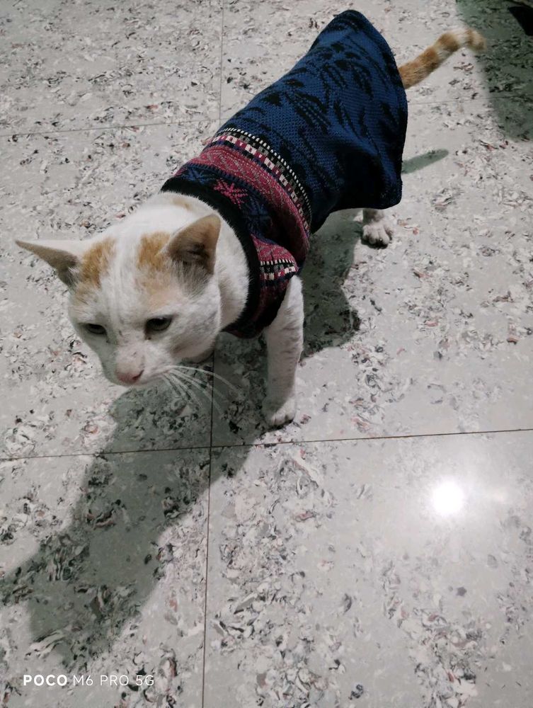 cat winter dress